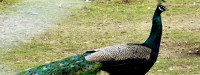 Санаторий Чинабад (Чинабат, Чинабод)